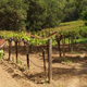 Illustration for article titled Black Winemakers: No Longer So Rare